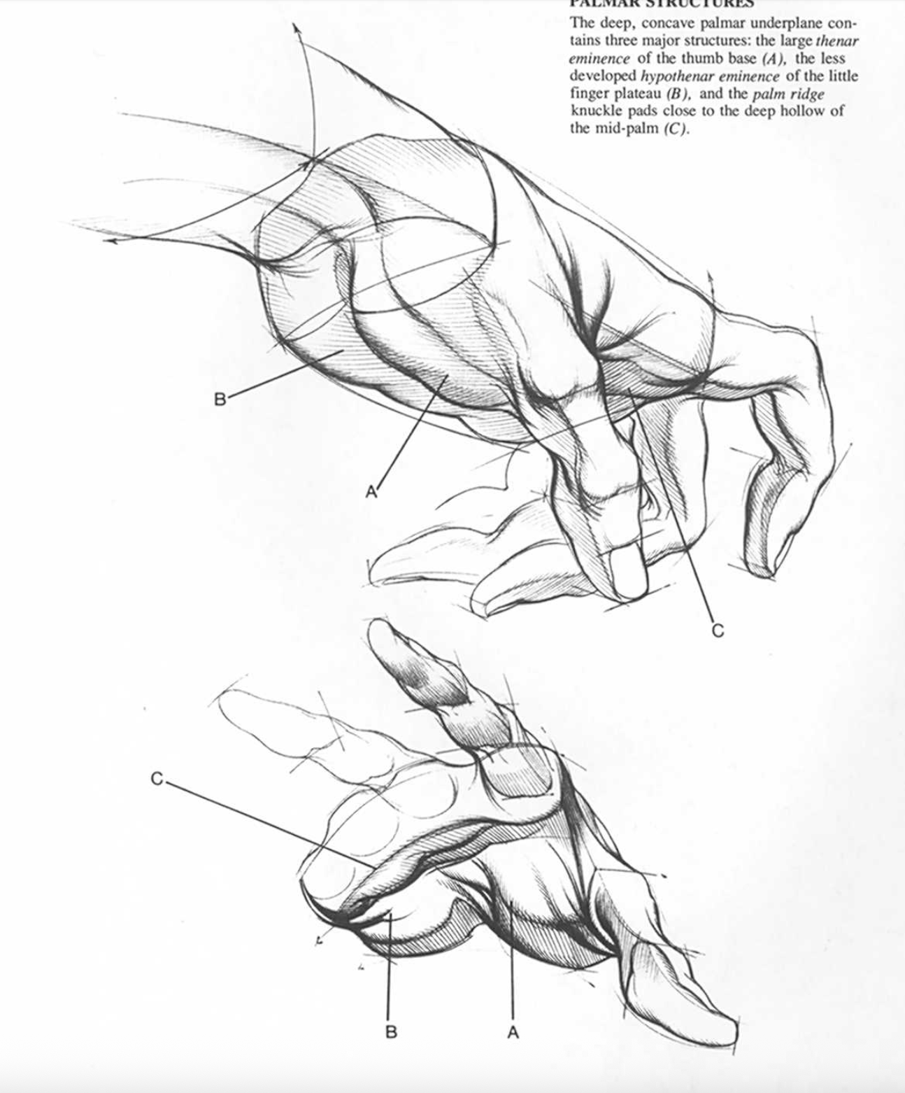 “Drawing Dynamic Hands”. Burne Hogarth