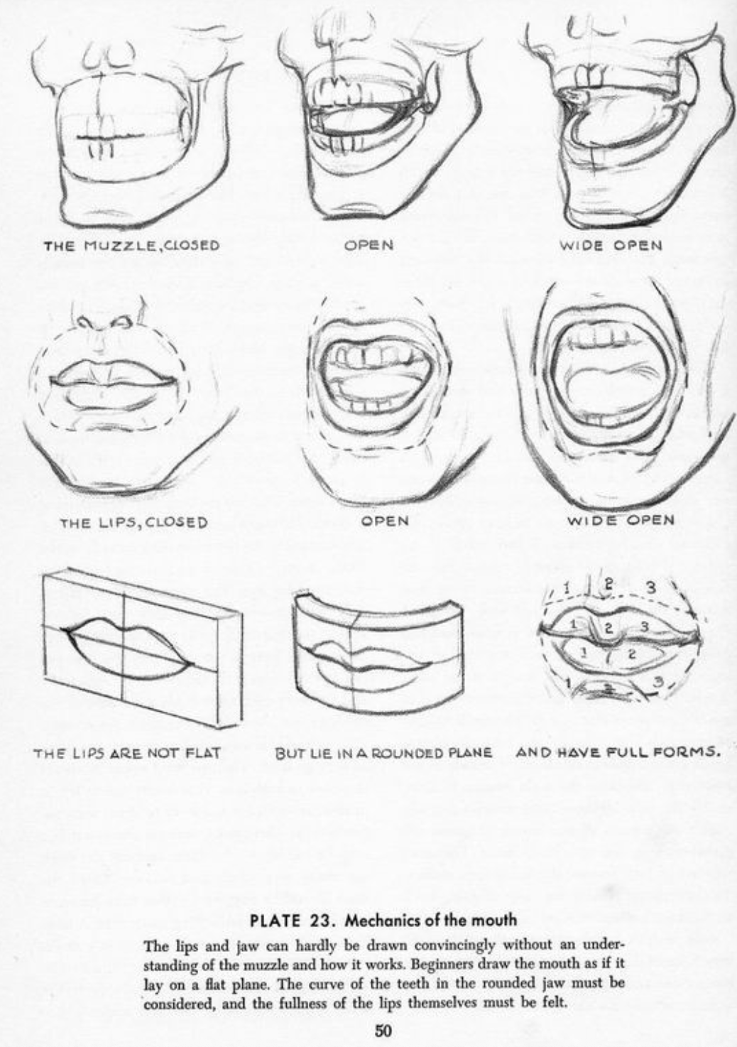 Drawing the Head & Hands_Andrew Loomis.